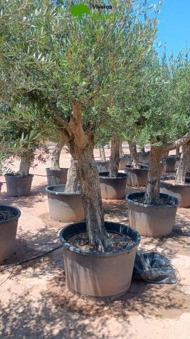 OLEA EUROPAEA C160-280L 60/80 HT180/200