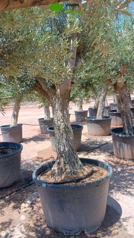 OLEA EUROPAEA C160-280L 60/80 HT180/200