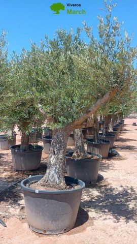 OLEA EUROPAEA C160-280L 60/80 HT180/200
