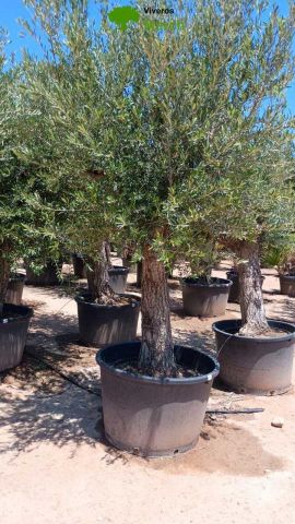 OLEA EUROPAEA C160-280L 60/80 HT180/200