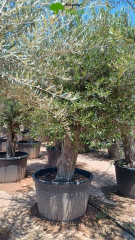 OLEA EUROPAEA C160-280L 60/80 HT180/200