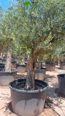 OLEA EUROPAEA C160-280L 60/80 HT180/200