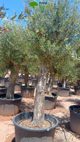 OLEA EUROPAEA C160-280L 60/80 HT180/200