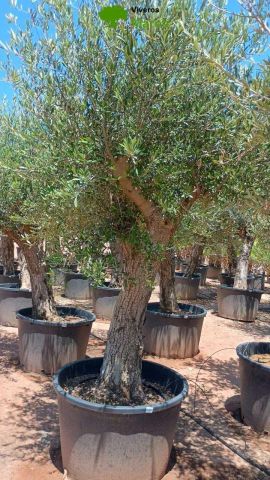 OLEA EUROPAEA C160-280L 60/80 HT180/200