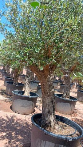 OLEA EUROPAEA C160-280L 60/80 HT180/200