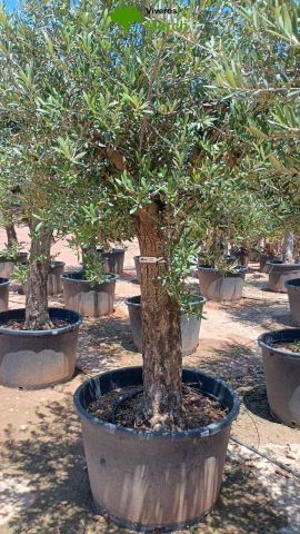 OLEA EUROPAEA C160-280L 60/80 HT180/200
