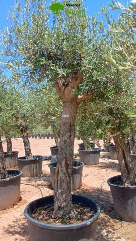 OLEA EUROPAEA C160-280L 60/80 HT180/200