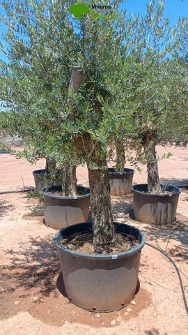 OLEA EUROPAEA C160-280L 60/80 HT180/200