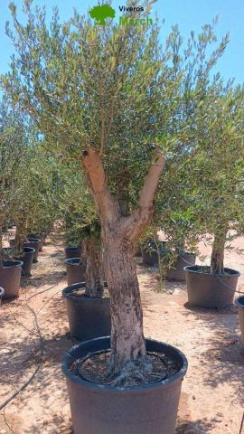 OLEA EUROPAEA C160-280L 60/80 HT180/200
