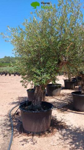 OLEA EUROPAEA C160-280L 60/80 HT180/200