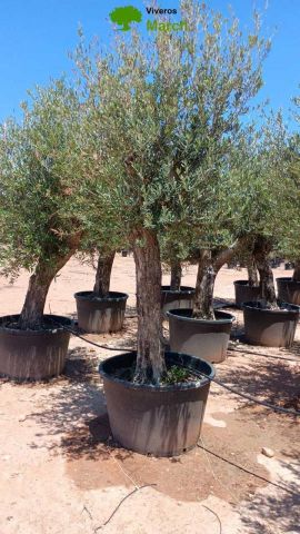 OLEA EUROPAEA C160-280L 60/80 HT180/200