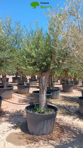 OLEA EUROPAEA C160-280L 60/80 HT180/200