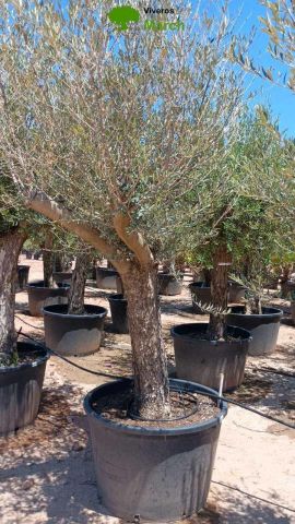 OLEA EUROPAEA C160-280L 60/80 HT180/200