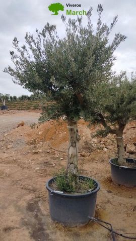 OLEA EUROPAEA C160-280L 60/80 HT200/270