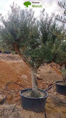 OLEA EUROPAEA C160-280L 60/80 HT200/270