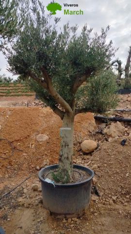 OLEA EUROPAEA C160-280L 60/80 HT200/270