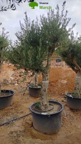 OLEA EUROPAEA C160-280L 60/80 HT200/270