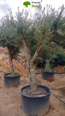 OLEA EUROPAEA C160-280L 60/80 HT200/270