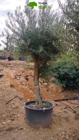 OLEA EUROPAEA C160-280L 60/80 HT200/270