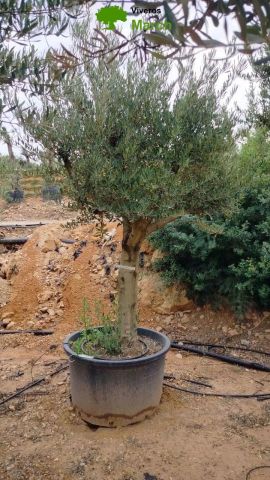 OLEA EUROPAEA C160-280L 60/80 HT200/270