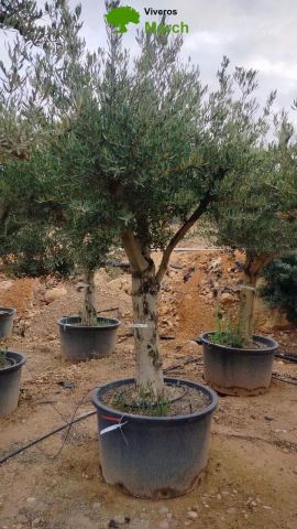 OLEA EUROPAEA C160-280L 60/80 HT200/270