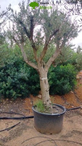 OLEA EUROPAEA C160-280L 60/80 HT200/270