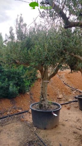 OLEA EUROPAEA C160-280L 60/80 HT200/270