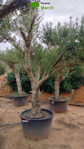 OLEA EUROPAEA C160-280L 60/80 HT200/270