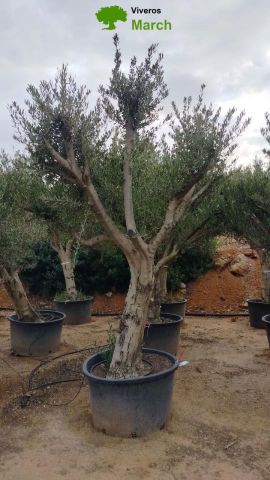 OLEA EUROPAEA C160-280L 60/80 HT200/270
