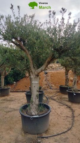 OLEA EUROPAEA C160-280L 60/80 HT200/270