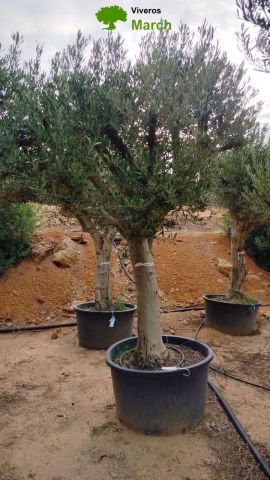 OLEA EUROPAEA C160-280L 60/80 HT200/270