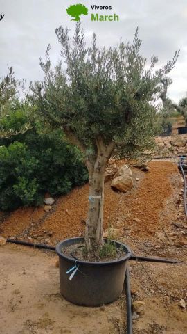 OLEA EUROPAEA C160-280L 60/80 HT200/270