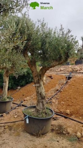 OLEA EUROPAEA C160-280L 60/80 HT200/270