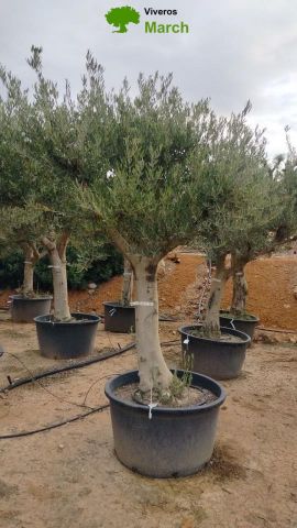 OLEA EUROPAEA C160-280L 60/80 HT200/270