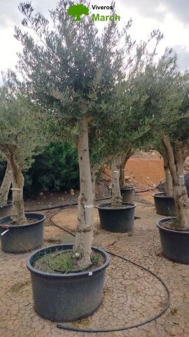 OLEA EUROPAEA C160-280L 60/80 HT200/270