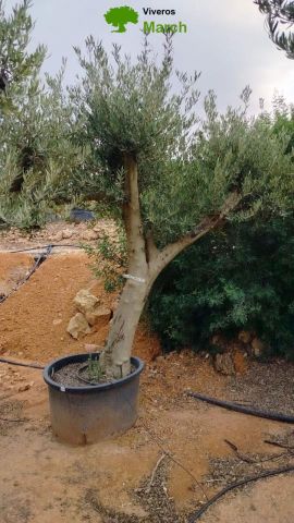 OLEA EUROPAEA C160-280L 60/80 HT200/270