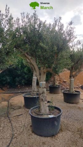OLEA EUROPAEA C160-280L 60/80 HT200/270
