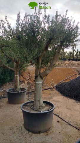 OLEA EUROPAEA C160-280L 60/80 HT200/270