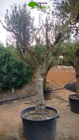 OLEA EUROPAEA C160-280L 60/80 HT200/270