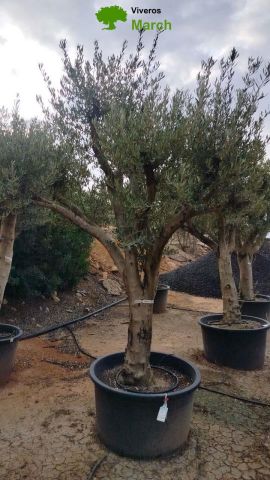 OLEA EUROPAEA C160-280L 60/80 HT200/270
