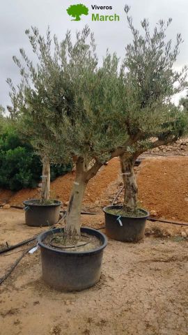 OLEA EUROPAEA C160-280L 60/80 HT200/270