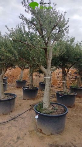 OLEA EUROPAEA C160-280L 60/80 HT200/270