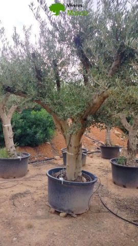 OLEA EUROPAEA C160-280L 60/80 HT200/270