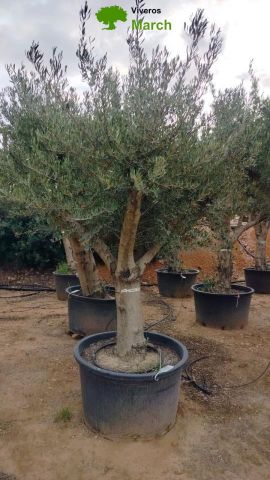OLEA EUROPAEA C160-280L 60/80 HT200/270