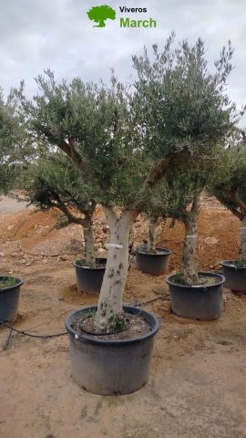 OLEA EUROPAEA C160-280L 60/80 HT200/270