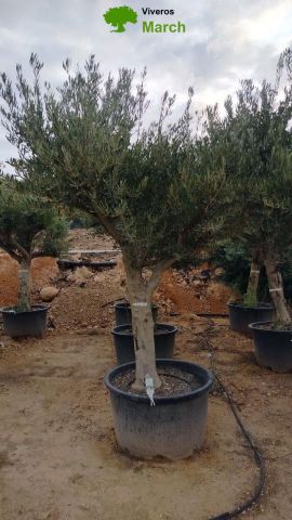 OLEA EUROPAEA C160-280L 60/80 HT200/270