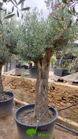 OLEA EUROPAEA C160-280L 60/80 HT180/200