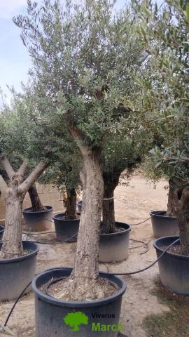 OLEA EUROPAEA C160-280L 60/80 HT180/200