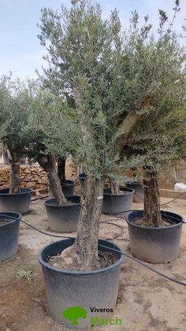 OLEA EUROPAEA C160-280L 60/80 HT180/200