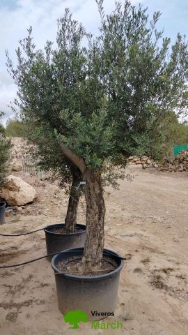 OLEA EUROPAEA C160-280L 60/80 HT180/200